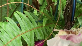 Butterfly Jungle at San Diego Zoo Safari Park