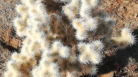 Joshua tree 3