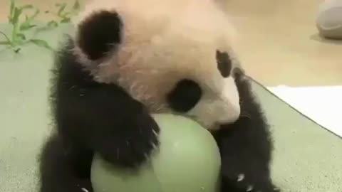 Baby likes to play with ball balls
