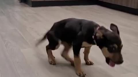 the happy dog dancing