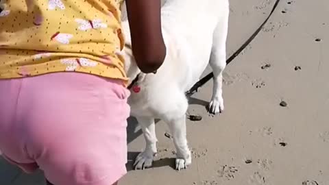 Doggos Have Fun At The Beach