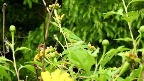 Ave parrot is beautiful and plant