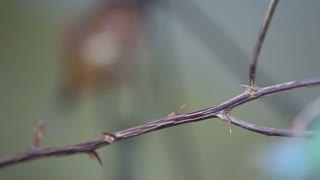 Beautiful purple hummingbird flies by