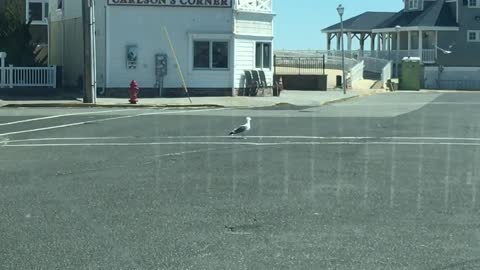 Safe Seagull