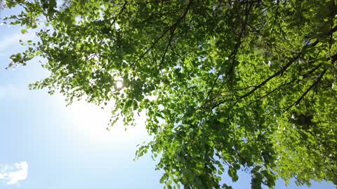 Trees, Sun, and Nature