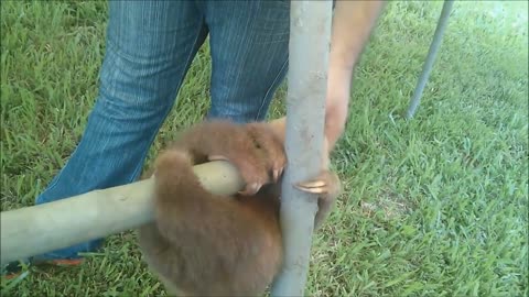 Cute Baby Sloth playing in the jungle gym