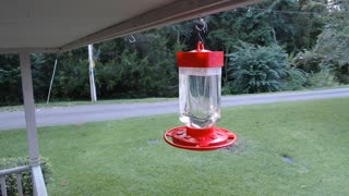 Ruby-Throated Hummingbird Defends Feeder