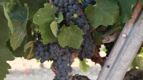 Grapes from the Iberian Peninsula Catalonia