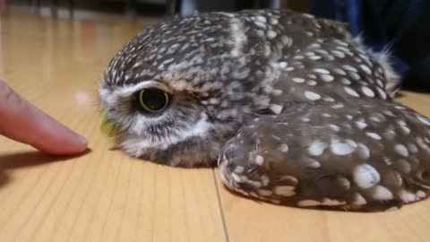 Supe cute owl!