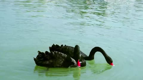 Two black swans are swimming and playing in the lake