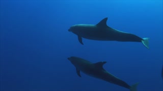 Two Dolphins Underwater Chasing Divers