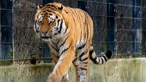 Born to be wild:Watching an aggressive tiger