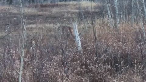 Brave Skunk Turns The Tables On A Mountain Lion