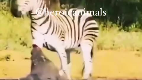 Crocodile bite zebras leg.