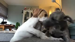 Dogys PLaying Together
