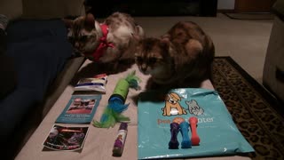 Pet Treater Monthly Mystery Bag for Cats Review - December 2019