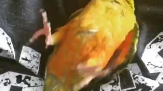 Adorable Baby Parrot Loves Being Tickled