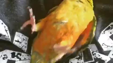 Adorable Baby Parrot Loves Being Tickled