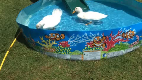 Ducks go for a swim