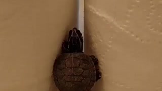 Turtle tries to climb