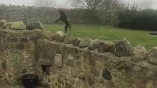 Athletic dog prevents balloon from ever touching the ground