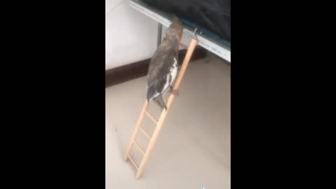 A Bird Climbs The Ladder. Very Funny