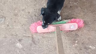 Determined pup does everything possible to get the broom