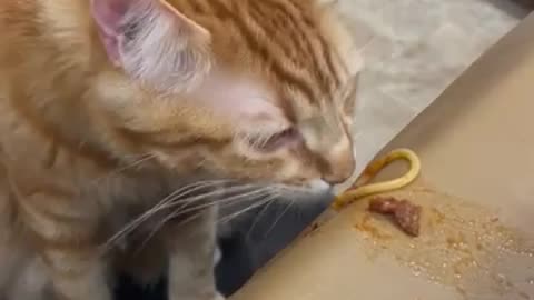 Cat is eating