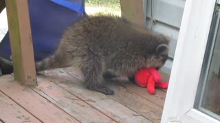 Raccoon Fight!