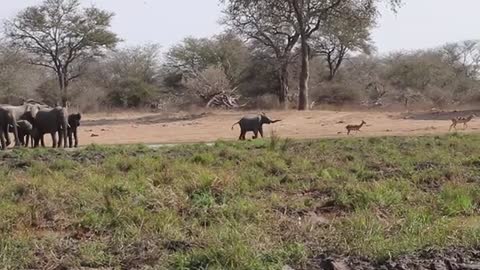 baby elephant running after deer