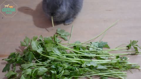 ☘ Rabbit eating parsley ASMR 🐇 1