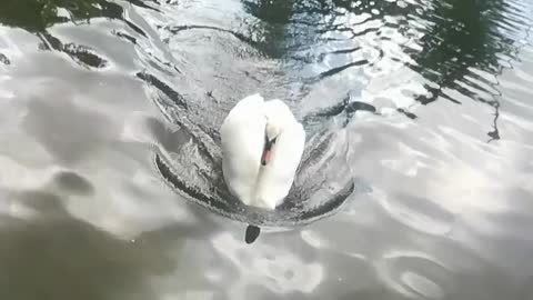 Swimming Swan