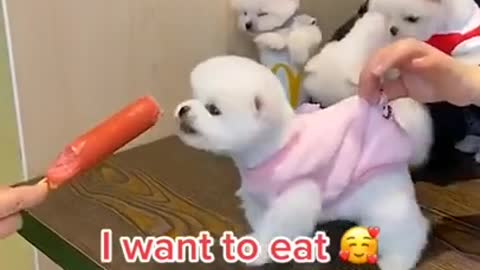 leave me I am hungry cute dog videos