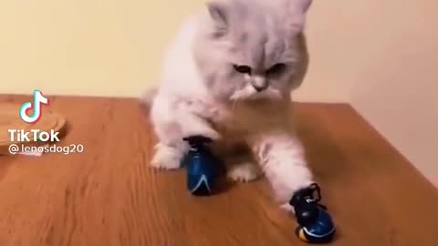 A very beautiful cat that plays funny boxing