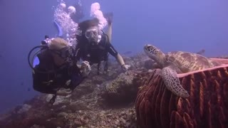Underwater Close Encounter with a Sea Turtle