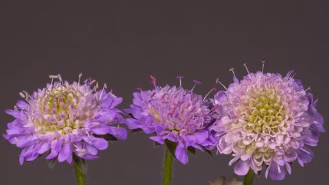 Flowers Blooming Time lapse