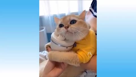 Cute Pets And Funny Animals Compilation 102 Pets Garden