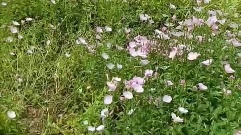 Wildflowers are a world of bees and butterflies