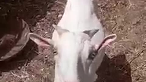 Teddy goat is a fast-growing breed in Pakistan