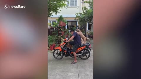 Clingy pet dog refuses to leave scooter after riding with owner