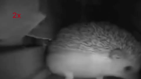 Hedgehog sneezed 999x speed