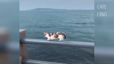 THIS IS A Fearless Cat