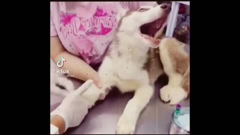 Cat and Dog funny moments and funny Dog videos 2021/funny injection