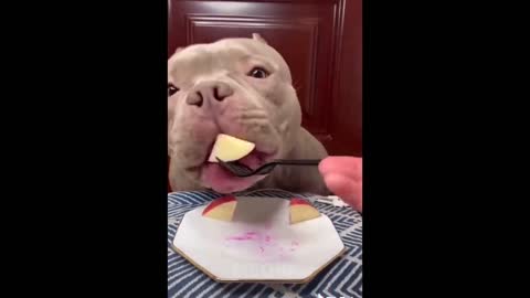 Try Not To Laugh - Dogs And Cats Reaction To Food| MEOW