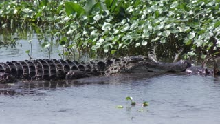 Grab a bite and grab a bite to eat. Alligator fishing.