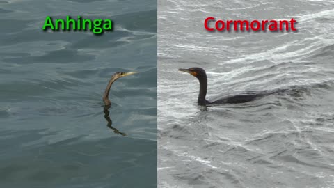 Anhinga & Cormorant