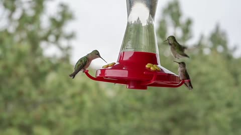 Beautiful Hummingbirds.