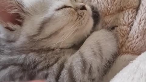 Beautiful fluffy kitten wants to sleep peacefully