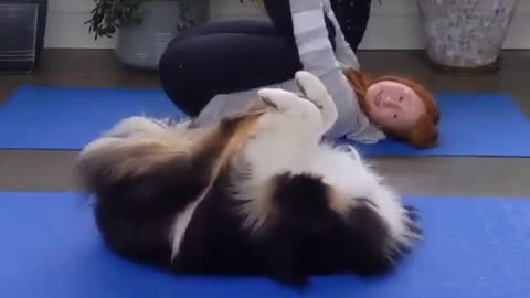 Dog doing yoga 😁