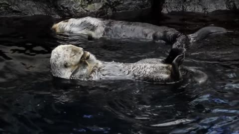 Two Sea Otters chillin on a good day!!